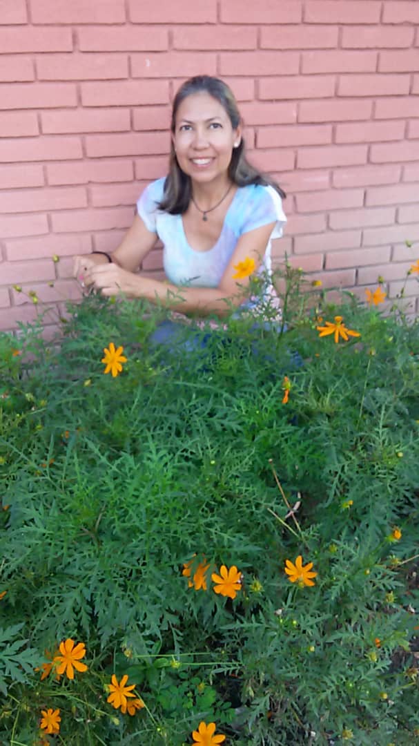 Calendula o margarita, flor silvestre de Aragua, Venezuela.
